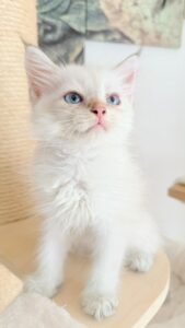 Chaton à l'adoption
