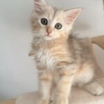 chaton sibérien