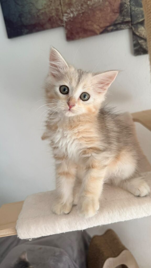 chaton sibérien