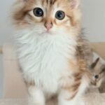 Cat adoption