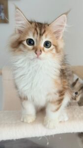 Cat adoption