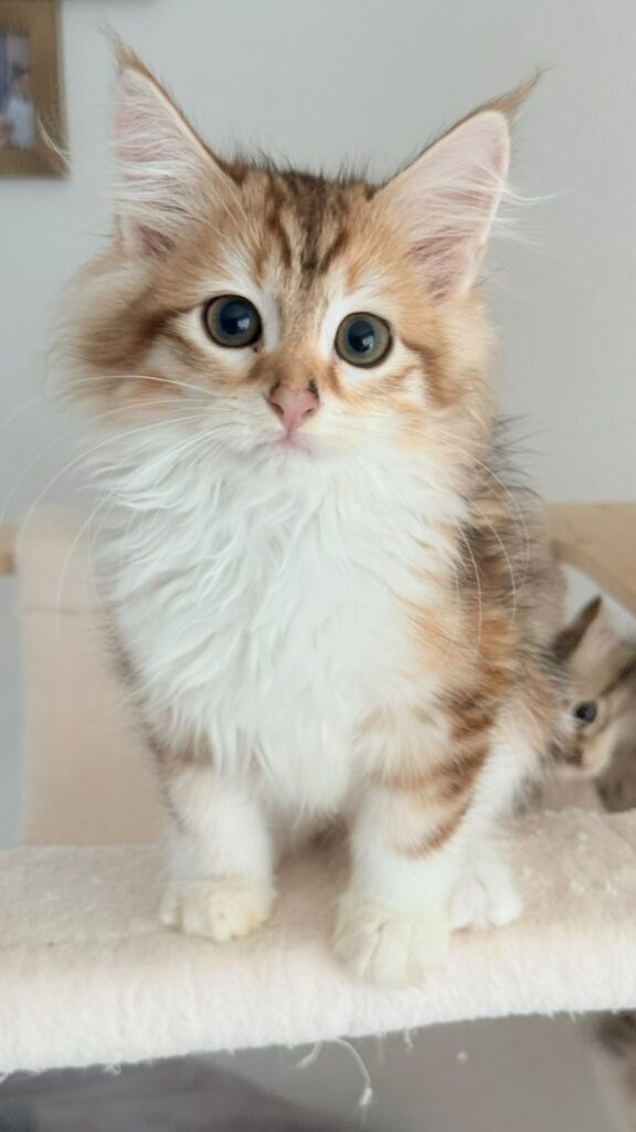 Cat adoption
