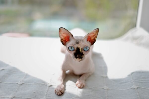 Sphynx
