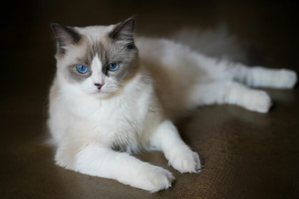 Ragdoll