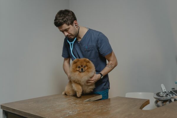 Assurance animalière