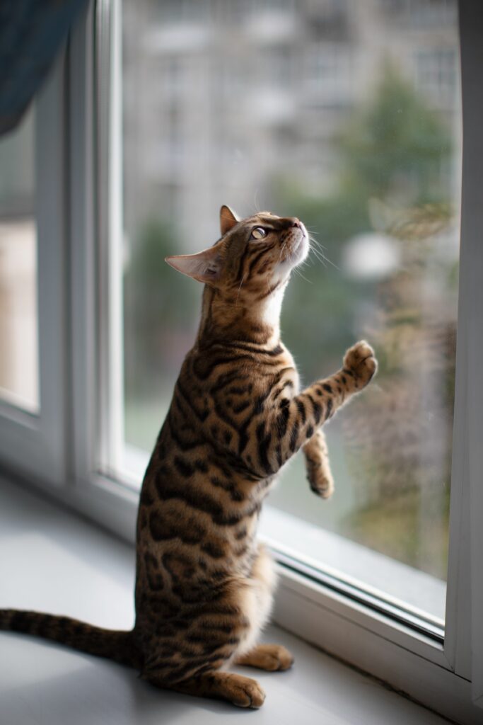 Adoption chat