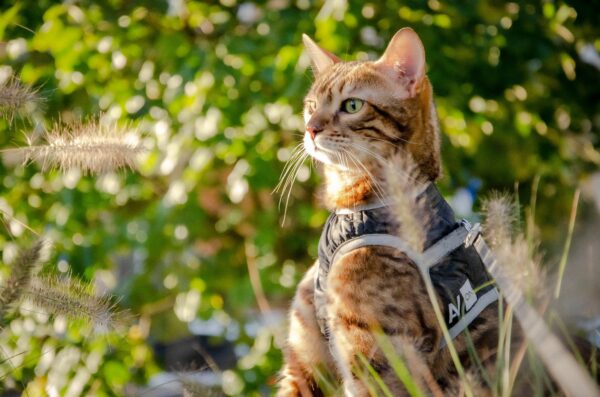 Chat Bengal en extérieur