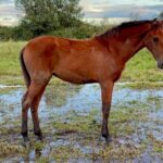 Pouliche lusitanien à vendre