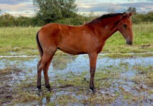Pouliche lusitanien à vendre