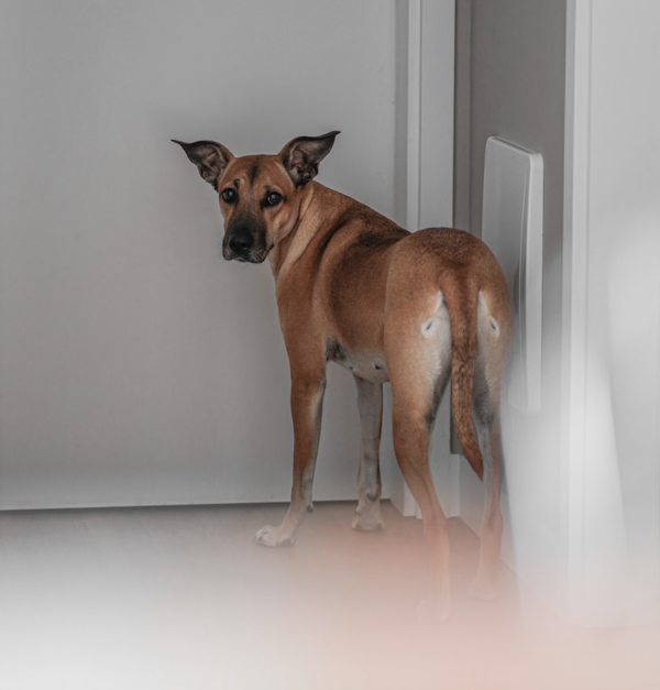 Chien solitude