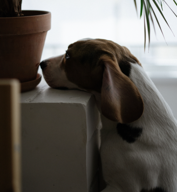Chien qui boude
