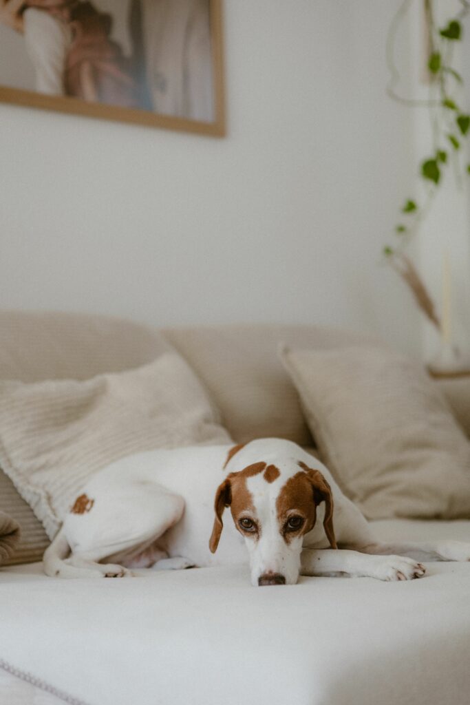 Combien de temps un chien peut rester seul