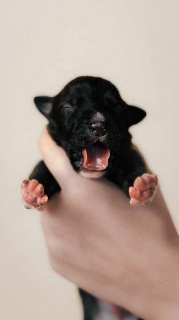 chiot qui pleure