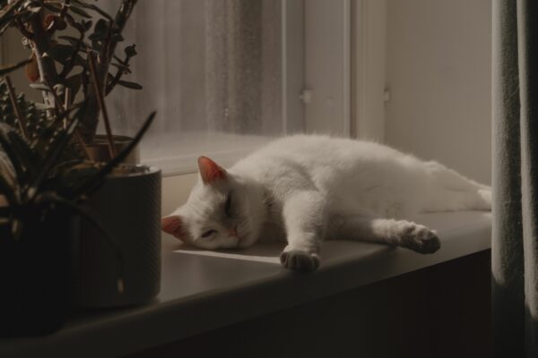 Chat qui attend son maître