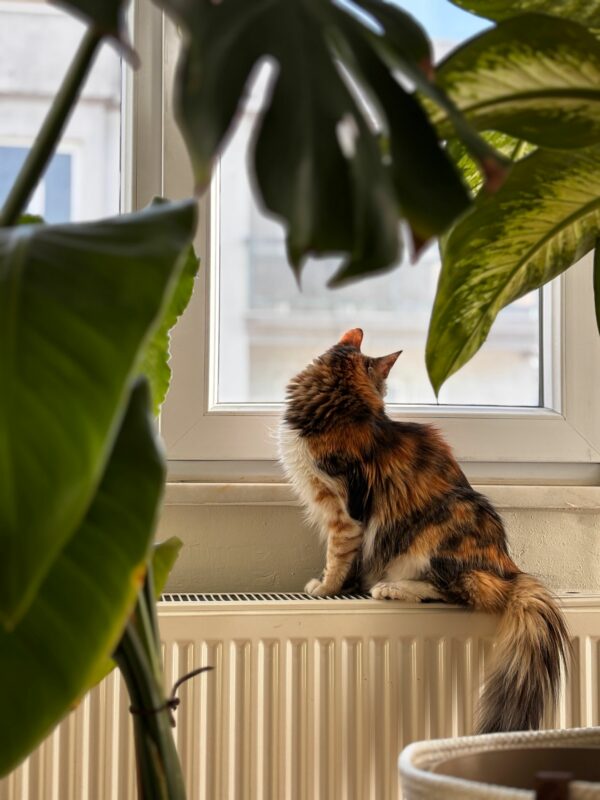 Chat qui s'ennuie