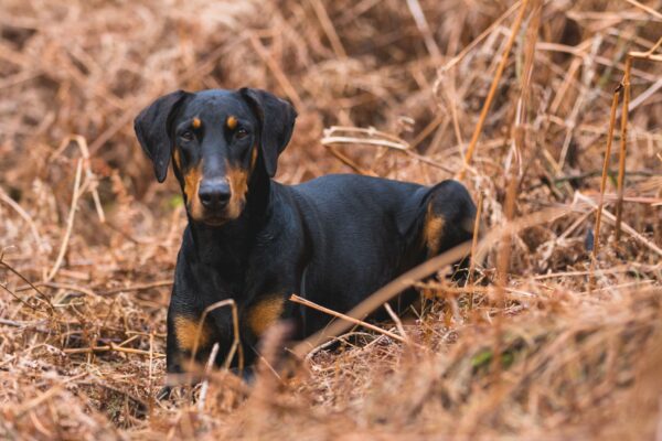 Pinscher Allemand