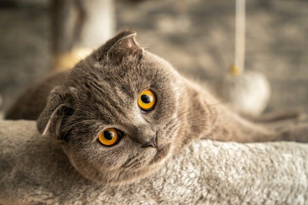 Adoption chat Belgique