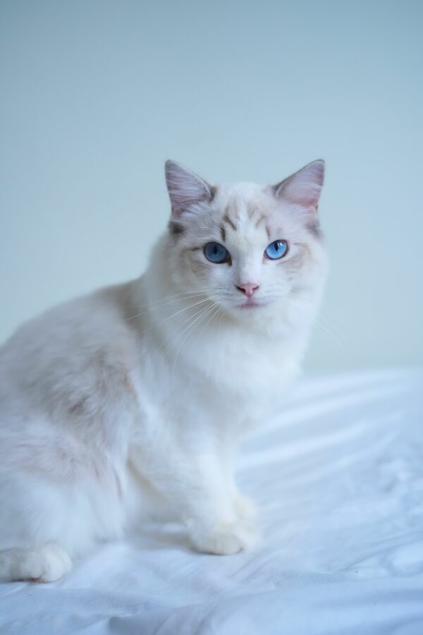 Adoption Ragdoll